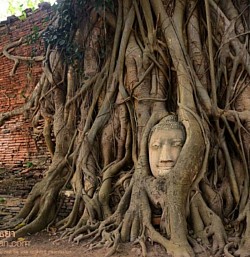 Ayutthaya ancient city